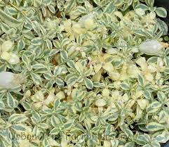 Attēlu rezultāti vaicājumam “Silene otites fruit”