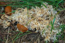 Attēlu rezultāti vaicājumam “Sebacina incrustans”