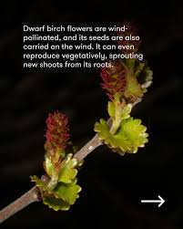 Attēlu rezultāti vaicājumam “Betula nana male flower”