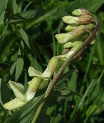 Attēlu rezultāti vaicājumam “Lathyrus laevigatus”