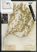 Attēlu rezultāti vaicājumam “Corispermum hyssopifolium”