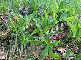 Attēlu rezultāti vaicājumam “Polygonatum odoratum flower”
