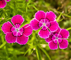 Attēlu rezultāti vaicājumam “Dianthus deltoides flower”