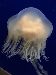 Image result for Phacellophora camtschatica