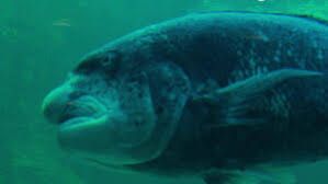 Image result for Cymatoceps nasutus