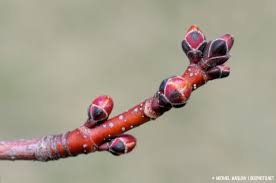 Attēlu rezultāti vaicājumam “Acer saccharinum bud”