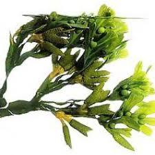 Attēlu rezultāti vaicājumam “Fucus vesiculosus”