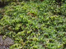 Attēlu rezultāti vaicājumam “Barbilophozia attenuata”