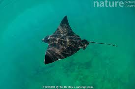 Image result for Aetobatus narinari