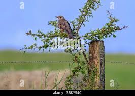 Attēlu rezultāti vaicājumam “Turdus viscivorus juvenile”