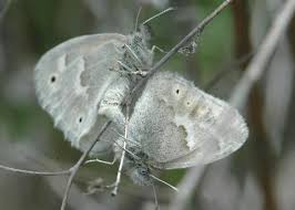 Attēlu rezultāti vaicājumam “Coenonympha tullia”