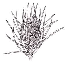 Attēlu rezultāti vaicājumam “Pinus sylvestris male flower”