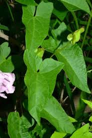 Attēlu rezultāti vaicājumam “Calystegia sepium leaf”