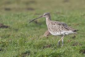 Attēlu rezultāti vaicājumam “Numenius arquata adult”