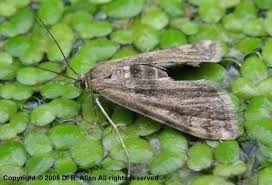 Attēlu rezultāti vaicājumam “Cataclysta lemnata”