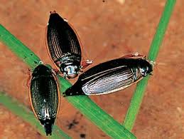 Attēlu rezultāti vaicājumam “Gyrinidae”