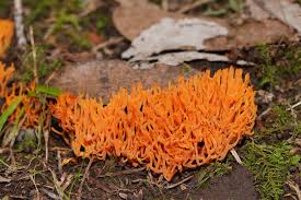 Attēlu rezultāti vaicājumam “Ramariopsis crocea”