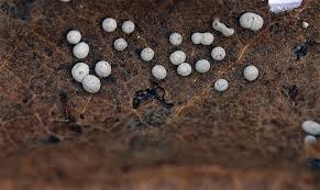 Attēlu rezultāti vaicājumam “Didymium annulisporum”