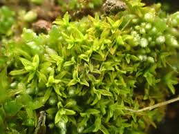 Attēlu rezultāti vaicājumam “Barbula unguiculata”