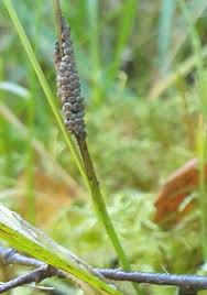 Attēlu rezultāti vaicājumam “Badhamia lilacina macro”