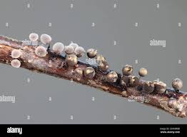 Attēlu rezultāti vaicājumam “Lamproderma arcyrioides macro”