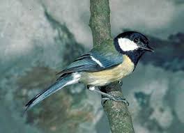 Attēlu rezultāti vaicājumam “Parus major”