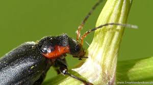 Attēlu rezultāti vaicājumam “Cantharis obscura”