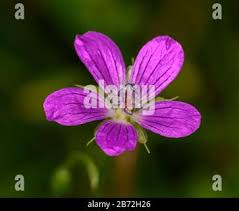 Attēlu rezultāti vaicājumam “Geranium palustre flower”