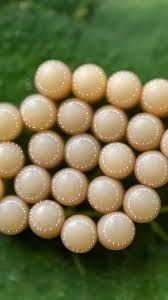 Attēlu rezultāti vaicājumam “Pentatomidae eggs”