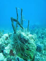 Attēlu rezultāti vaicājumam “Tubifera applanata sessile”