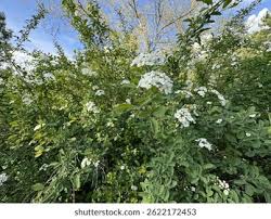 Attēlu rezultāti vaicājumam “Spiraea chamaedryfolia flower”