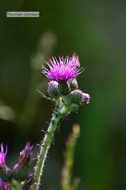 Attēlu rezultāti vaicājumam “Cirsium palustre leaf”