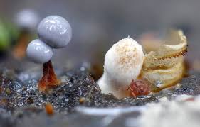 Attēlu rezultāti vaicājumam “Trichia ambigua macro”