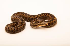 Attēlu rezultāti vaicājumam “Vipera berus”