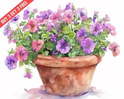 Image result for Nierembergia