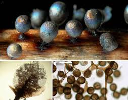 Attēlu rezultāti vaicājumam “Lamproderma ovoideum macro”