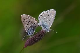 Attēlu rezultāti vaicājumam “Phengaris arion upperside”