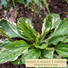 Attēlu rezultāti vaicājumam “Plantago major subsp. intermedia leaf”