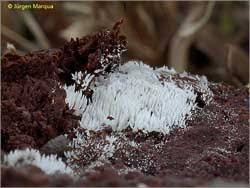 Attēlu rezultāti vaicājumam “Mucronella calva”