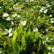 Attēlu rezultāti vaicājumam “Alisma plantago-aquatica fruit”