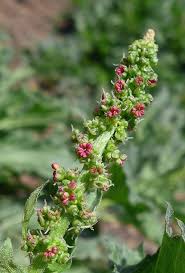 Attēlu rezultāti vaicājumam “Chenopodium rubrum flower”