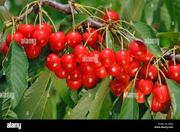 Attēlu rezultāti vaicājumam “Cerasus fruit”