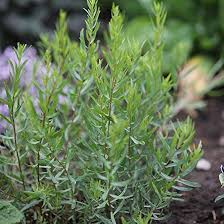 Image result for Artemisia dracunculus