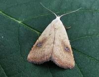 Attēlu rezultāti vaicājumam “Rivula sericealis”