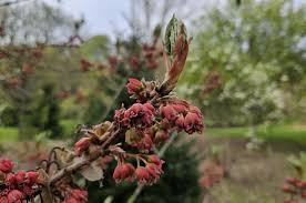 Attēlu rezultāti vaicājumam “Acer pseudoplatanus fo. purpurascens flower”