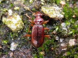 Attēlu rezultāti vaicājumam “Leistus ferrugineus”