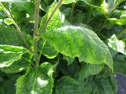 Attēlu rezultāti vaicājumam “Telekia speciosa leaf”