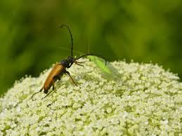 Attēlu rezultāti vaicājumam “Denticollis linearis”
