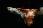 guppies - Your DIRECT INFORMATION SOURCE about show quality ...