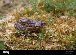 Attēlu rezultāti vaicājumam “Rana temporaria adult”